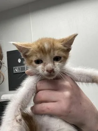 A baby small-sized male Domestic Short Hair cat named Payday for adoption in West Chester, PA