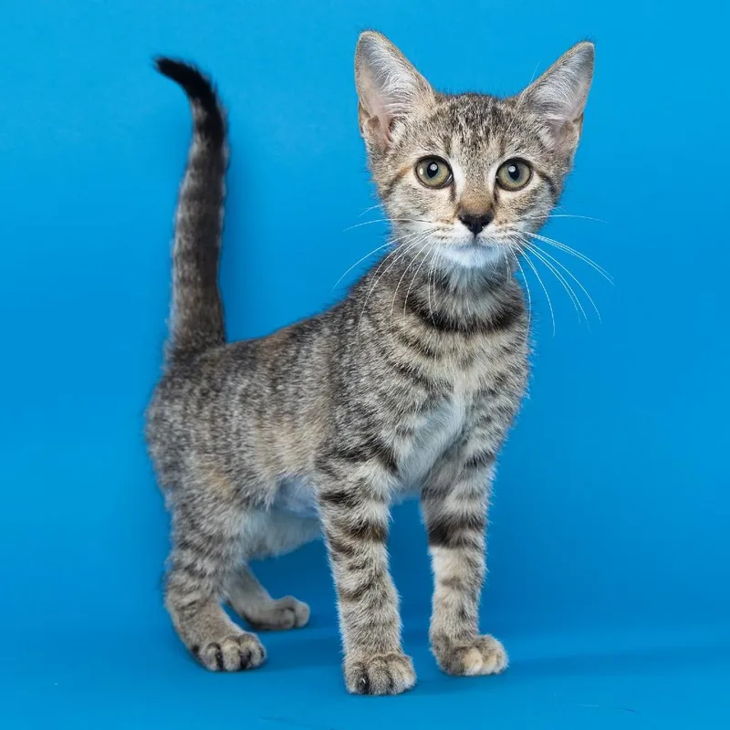 A baby small-sized female Brown / Chocolate Domestic Short Hair cat named Funnel Cake for adoption in Franklin, TN