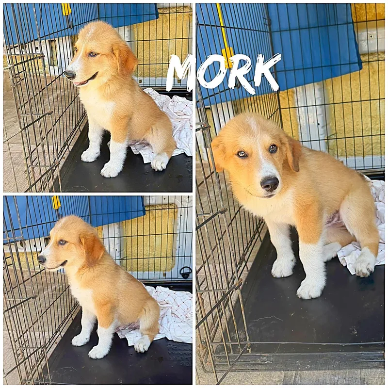 A baby large-sized male Golden Great Pyrenees dog named Mork for adoption in Saint James, MO