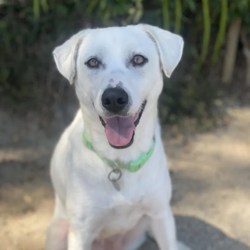 An adult medium-sized female White / Cream Shepherd dog named Farrah for adoption in Riverside, CA