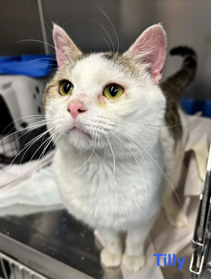 An adult medium-sized male White Tabby cat named Tilly for adoption in Las Vegas, NV