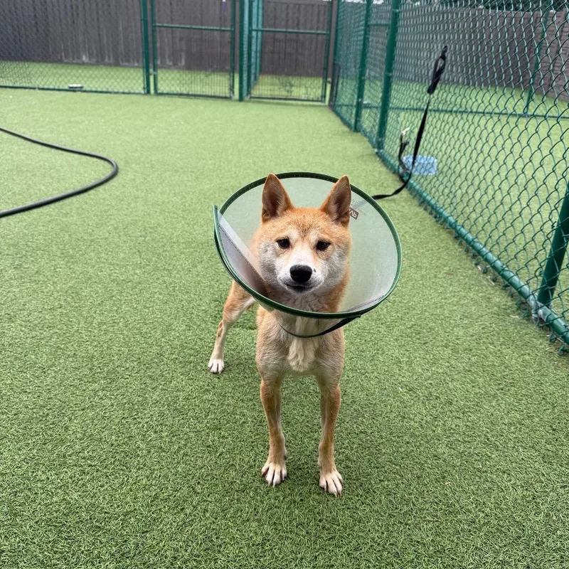 An adult small-sized female Red / Chestnut / Orange Shiba Inu dog named Maggie for adoption in LOXAHATCHEE, FL