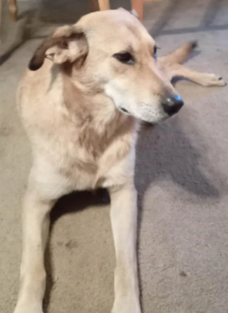 An adult large-sized female Chinook dog named Sapphire for adoption in Woodland, CA