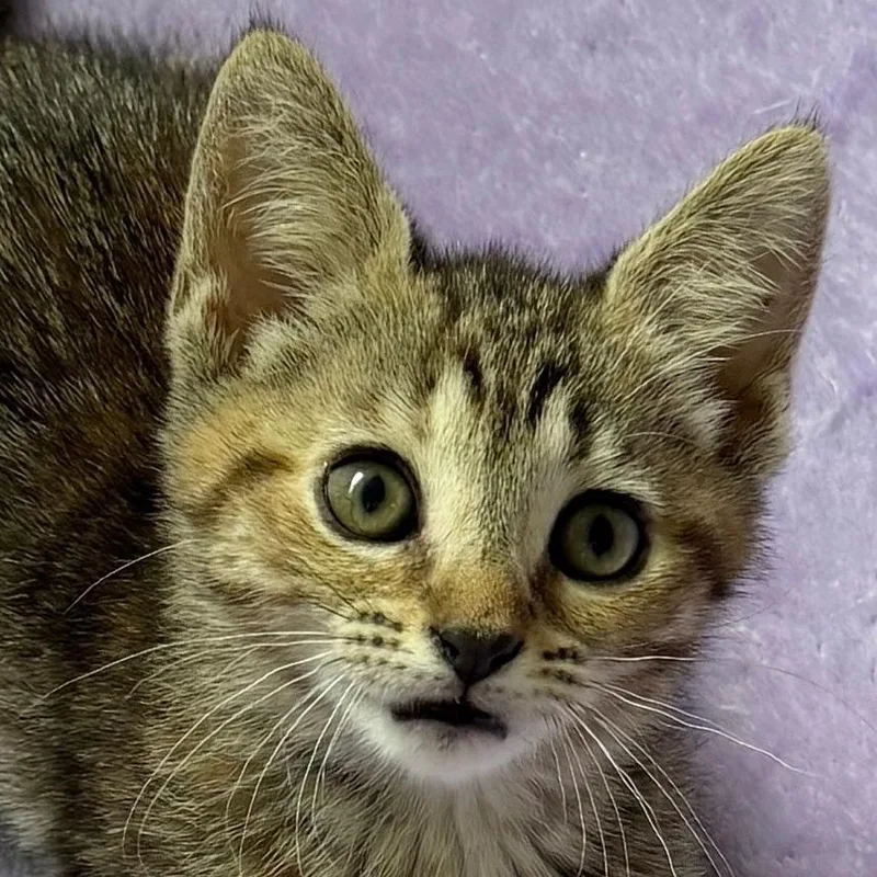 Hazel