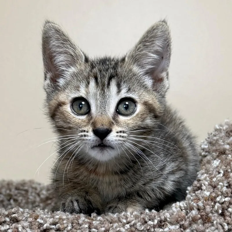 Hazel thumbnail 2