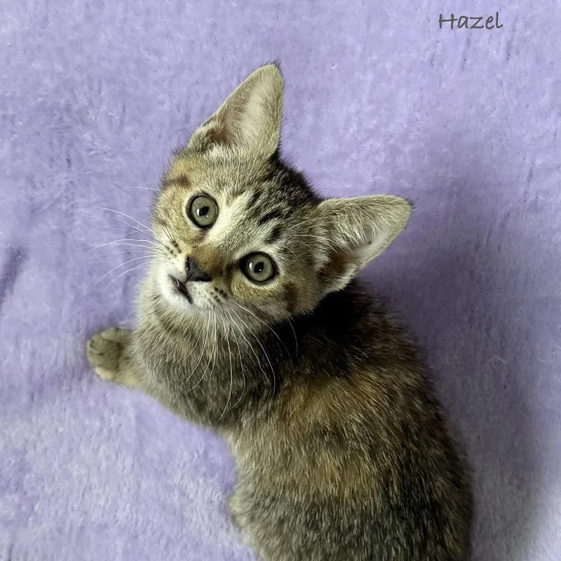 Hazel thumbnail 3
