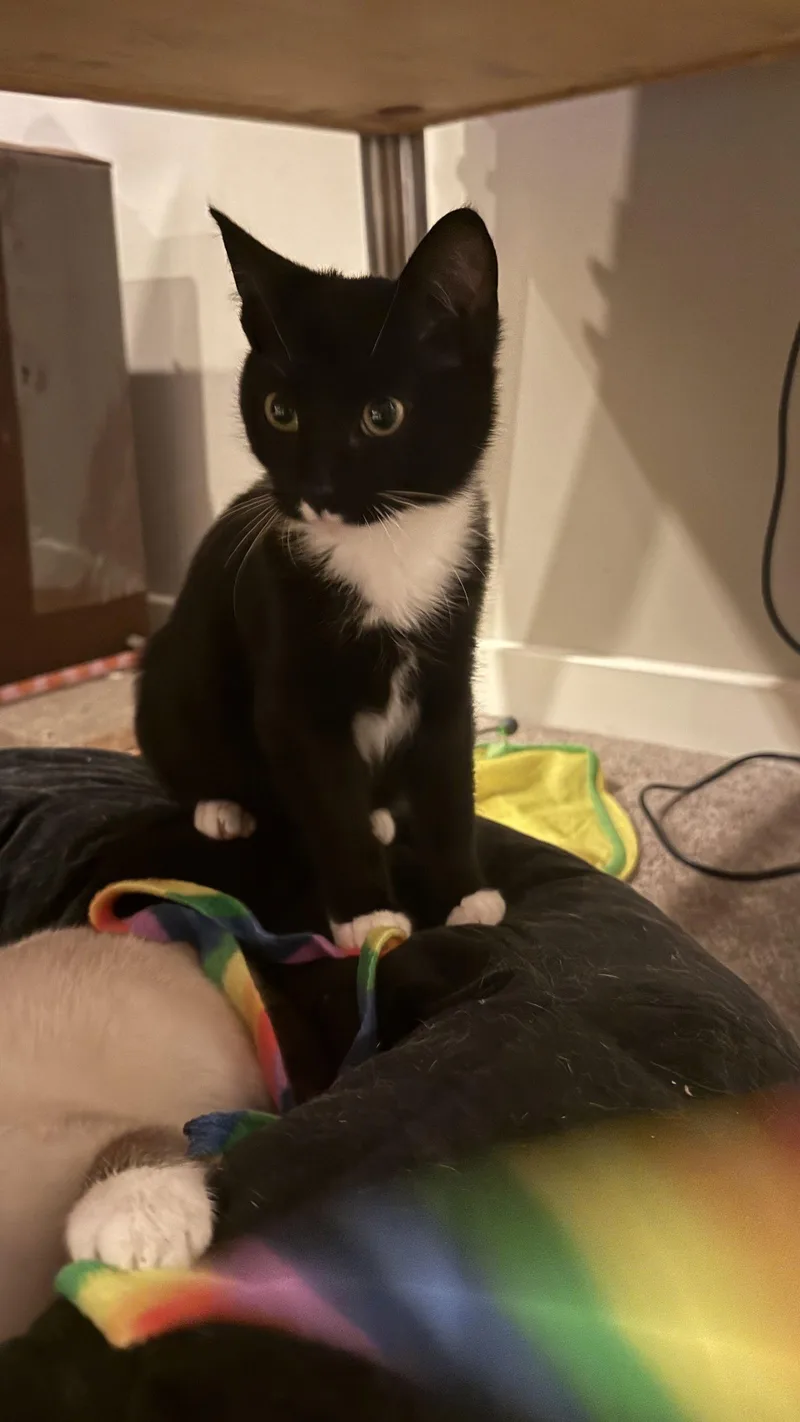 Cookie & Cocoa thumbnail 2