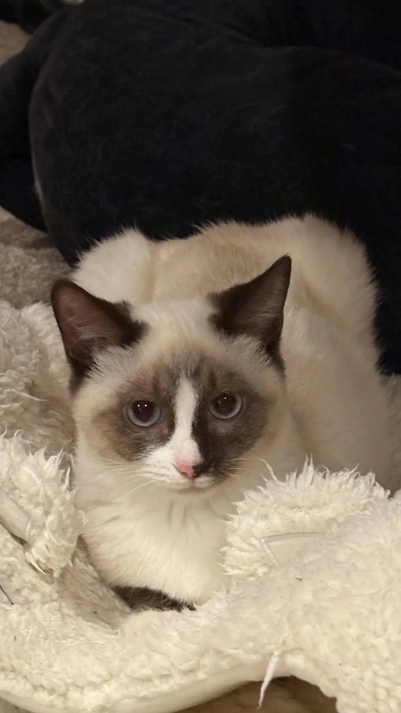 Cookie & Cocoa thumbnail 3