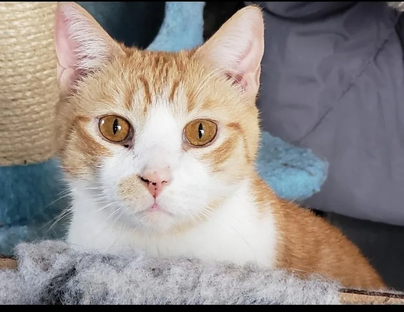 Theodore thumbnail 2