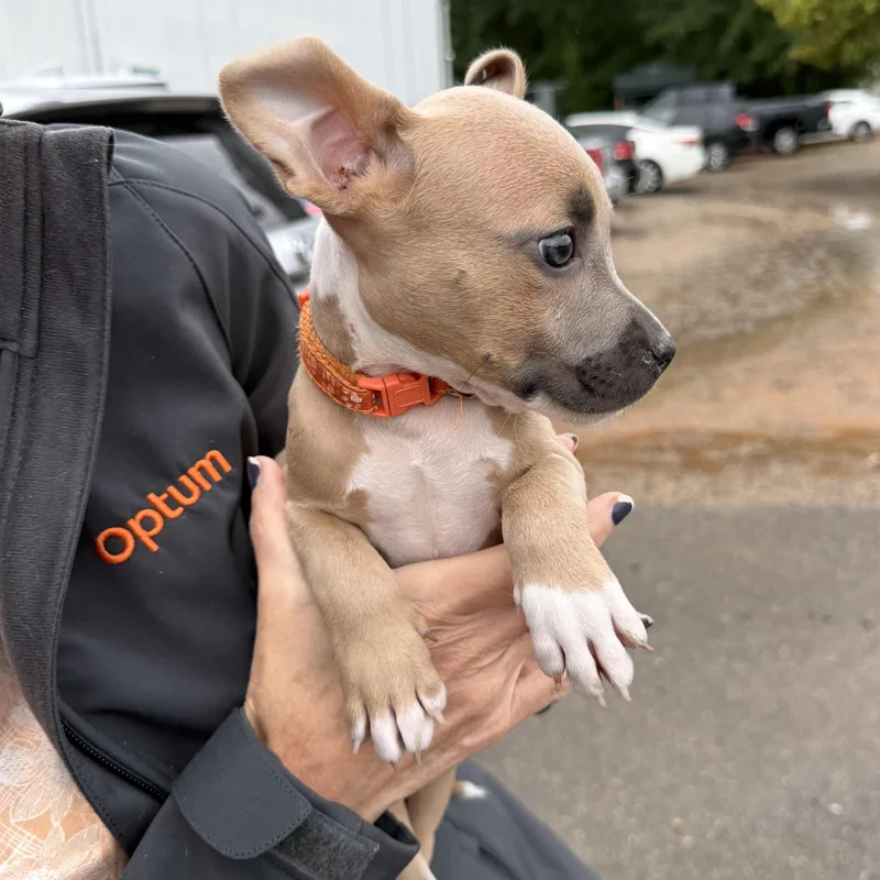A baby medium-sized female Tricolor (Brown, Black, & White) Pit Bull Terrier dog named Florence for adoption in Columbia, SC