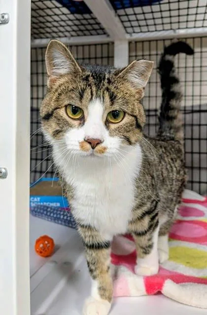 A young medium-sized male Domestic Short Hair cat named Barista for adoption in Neenah, WI