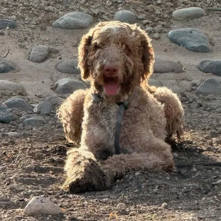 A baby large-sized male Standard Poodle dog named DTWStray for adoption in Phoenix, AZ