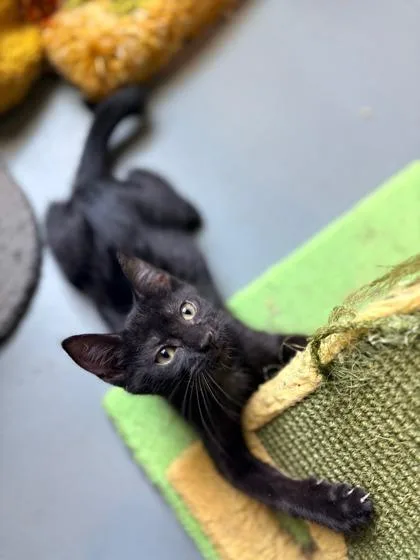 A baby small-sized female Domestic Short Hair cat named Pimento $ @ Petsmart for adoption in Seneca, SC