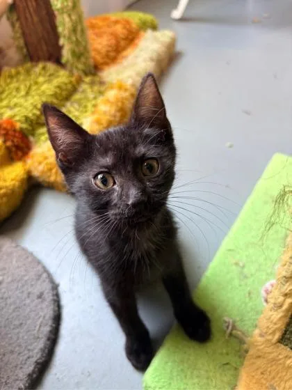 Pimento $ @ Petsmart thumbnail 2