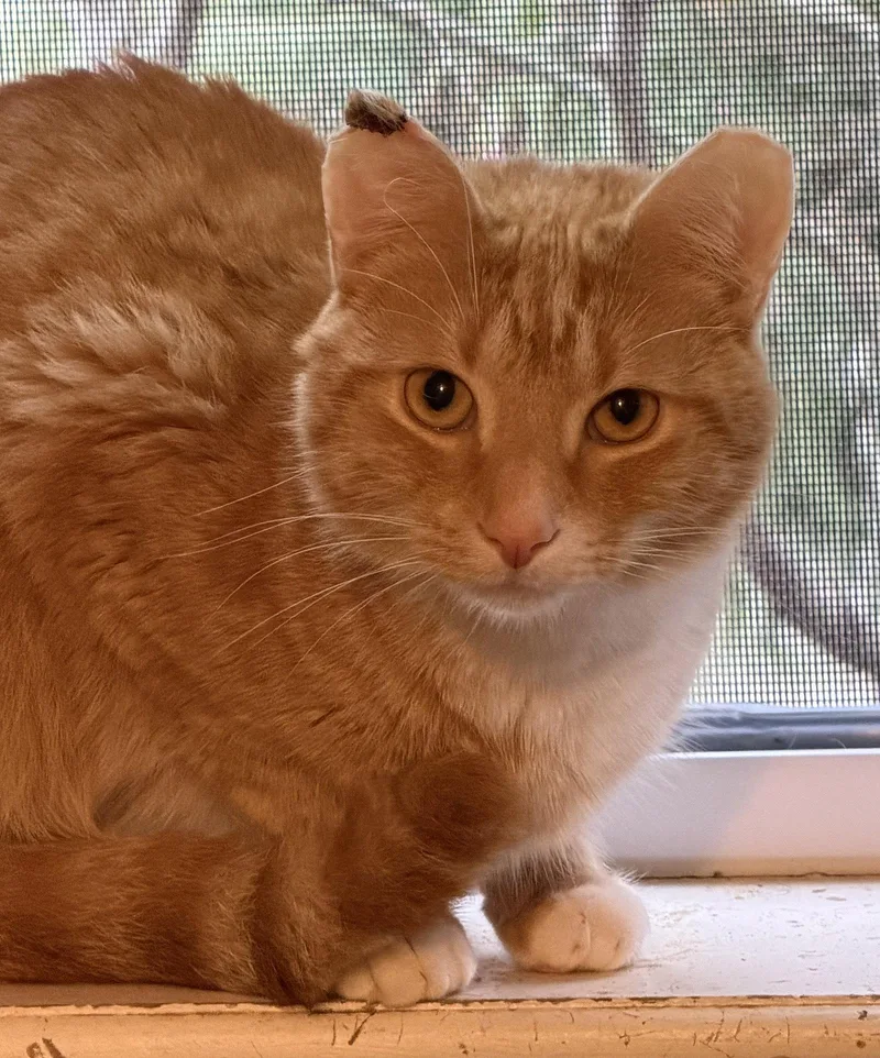 An adult medium-sized male Orange / Red Domestic Short Hair cat named Jojo for adoption in Broomall, PA