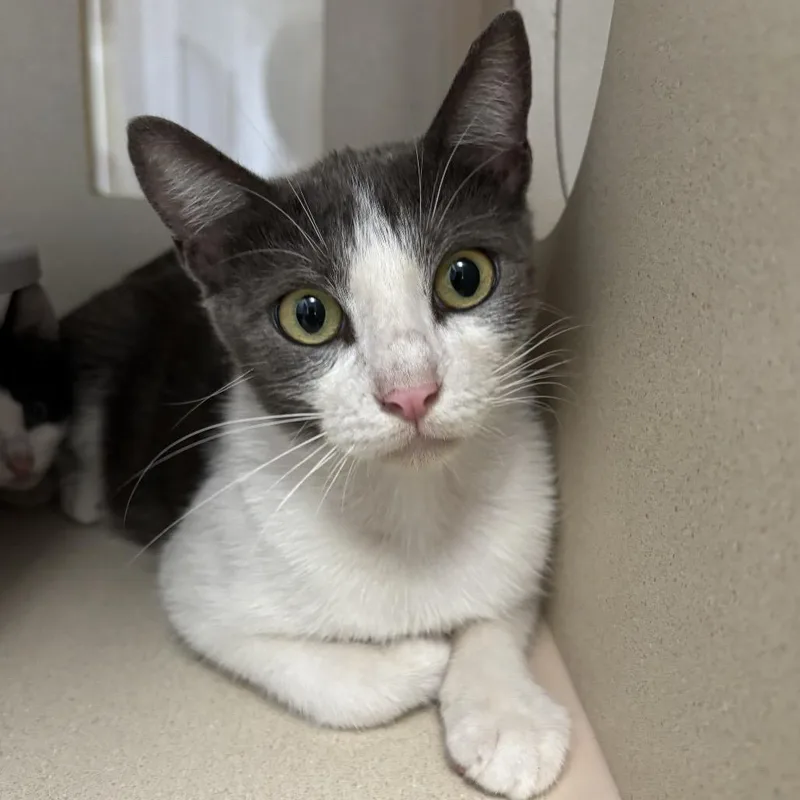 A baby small-sized female Gray / Blue / Silver Domestic Short Hair cat named Lilith for adoption in Houston, TX