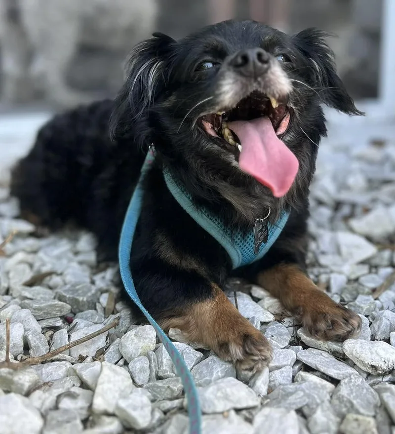 Mudkip  Aka Kip thumbnail 2