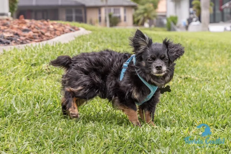 Mudkip  Aka Kip thumbnail 4