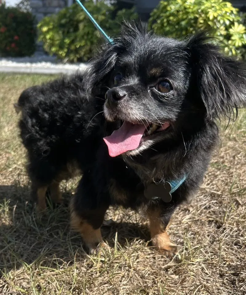 Mudkip  Aka Kip thumbnail 5