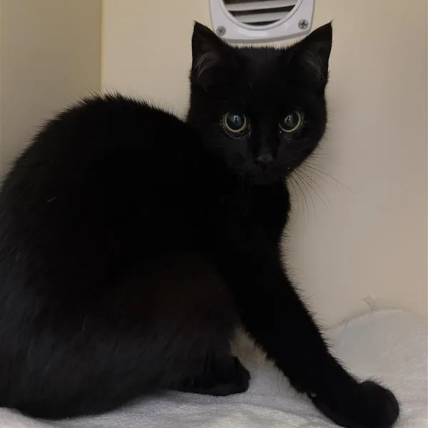 A baby small-sized male Black Domestic Short Hair cat named Moxie for adoption in Cooperstown, NY