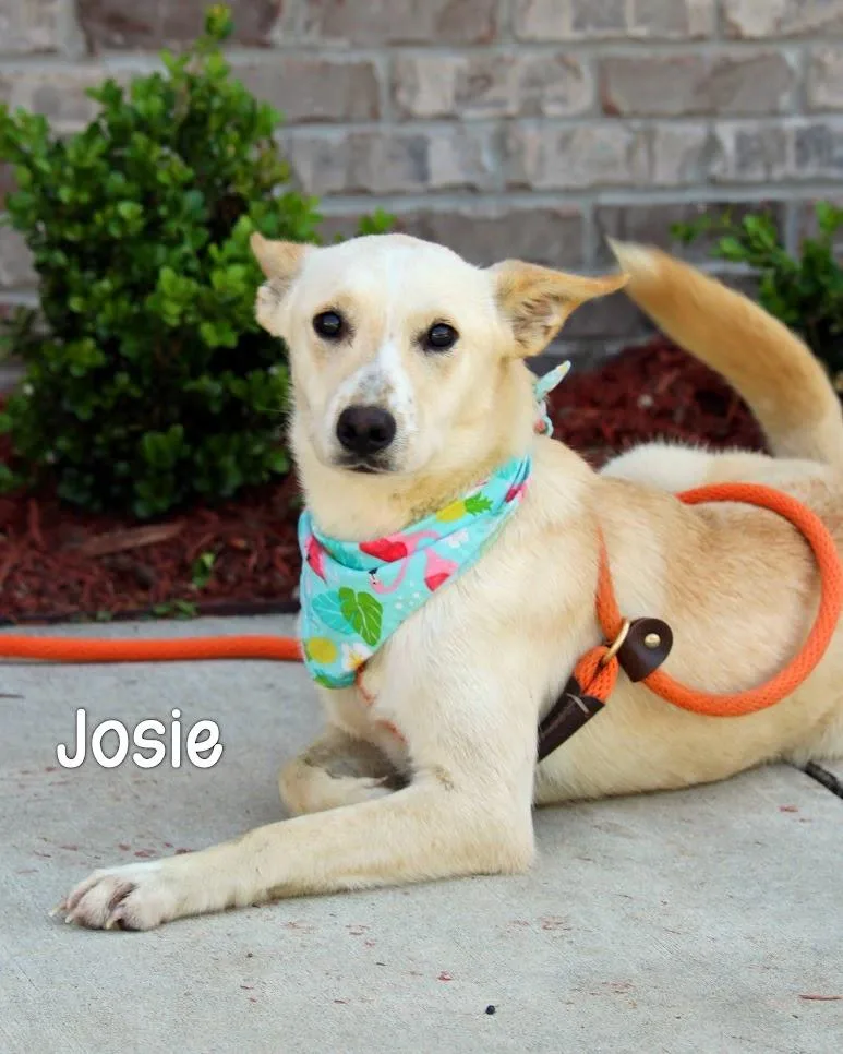 Josie