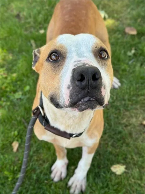 A senior small-sized male Pit Bull Terrier dog named Wesley for adoption in Woodland, CA