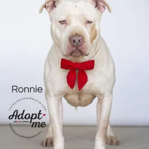 A senior large-sized female Yellow / Tan / Blond / Fawn American Staffordshire Terrier dog named Ronnie for adoption in Bakersfield, CA