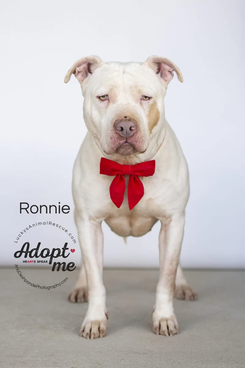 Ronnie thumbnail 2
