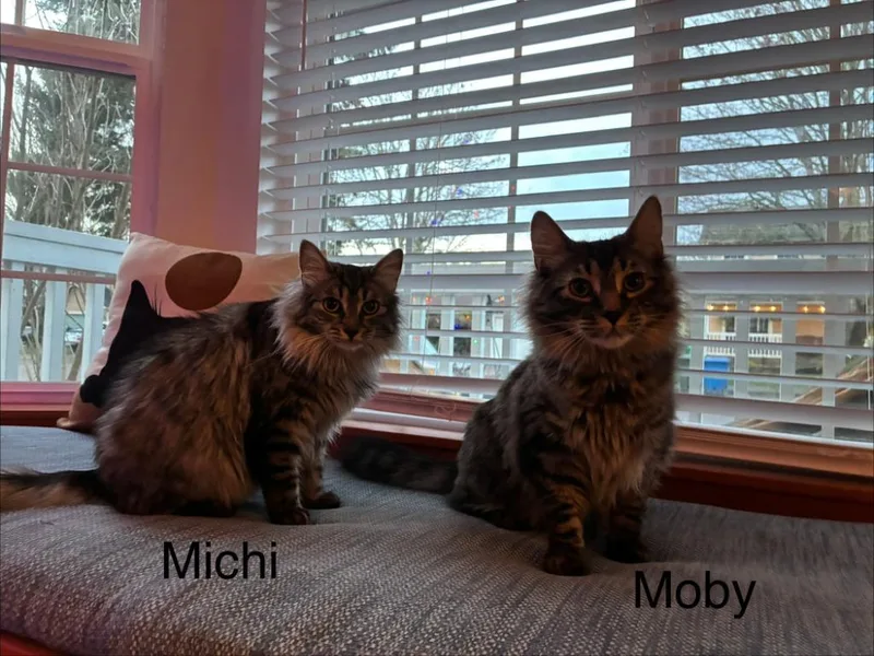 Michi Mama  Moby thumbnail 2