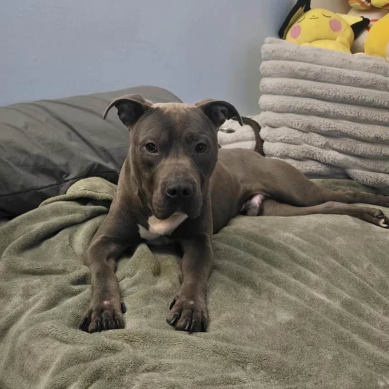 An adult large-sized male Gray / Blue / Silver Pit Bull Terrier dog named Dewey for adoption in Jarrettsville, MD