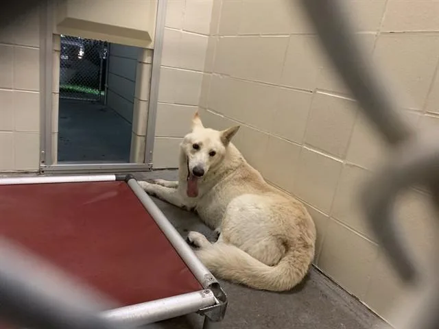 Brandesky