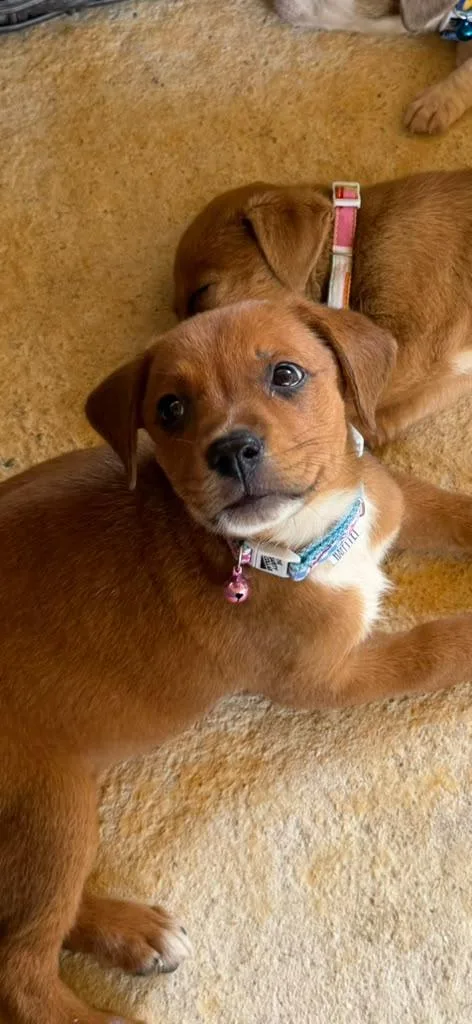 Maia  The Snuggle thumbnail 3