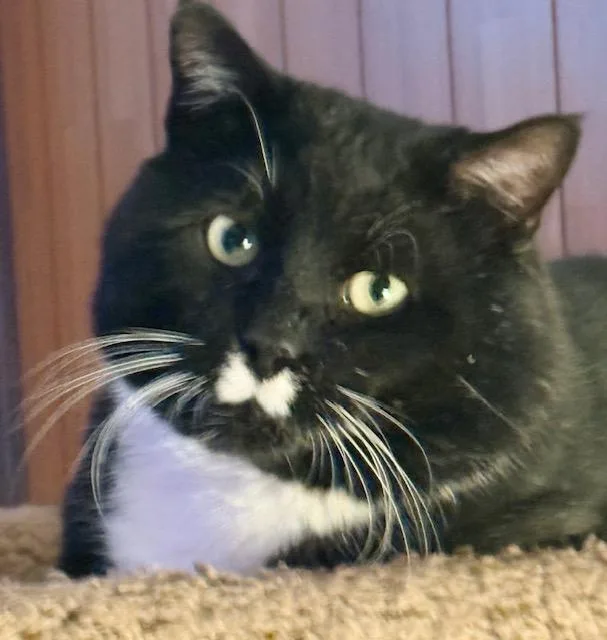 A senior extra large-sized male Black & White / Tuxedo Tuxedo cat named Arthur McCheeks for adoption in Philadelphia, PA