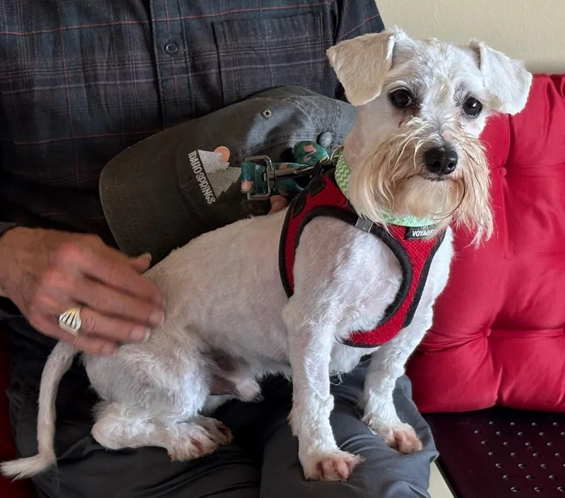 An adult small-sized male Maltese dog named Peter Cottontail for adoption in Aurora, IL
