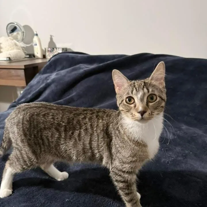 A young small-sized female Brown / Chocolate Domestic Short Hair cat named Suzy for adoption in Long Island City, NY