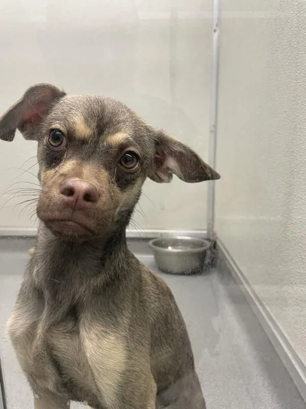 A young small-sized female Chihuahua dog named Bandita for adoption in Victorville, CA
