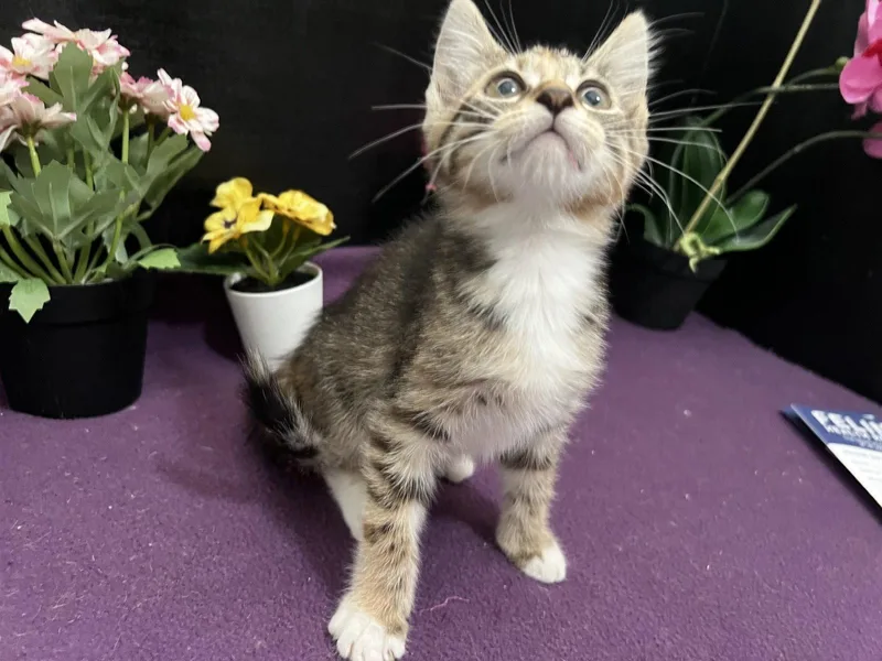 Penelope
