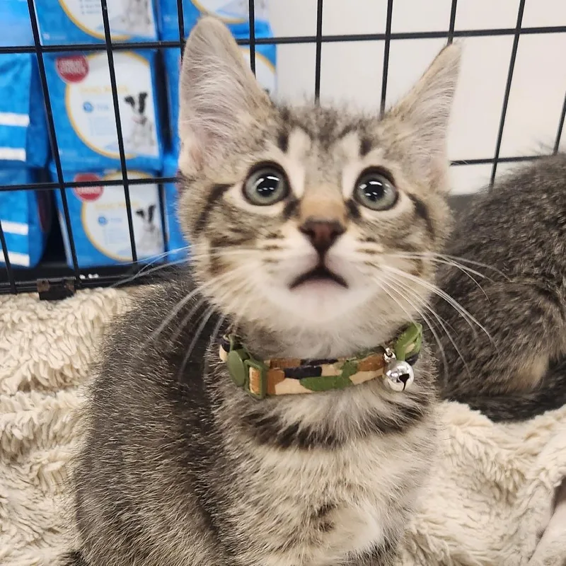 A baby small-sized male Brown / Chocolate Domestic Short Hair cat named Olaf for adoption in Brighton, MO