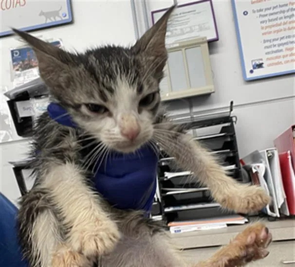 A baby medium-sized male Domestic Short Hair cat named Butters for adoption in Dallas, TX