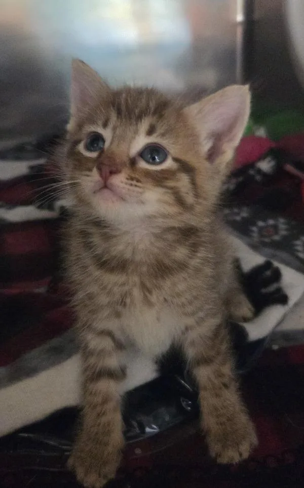 A baby small-sized male Domestic Short Hair cat named Danny Fenton for adoption in Cleveland, TN