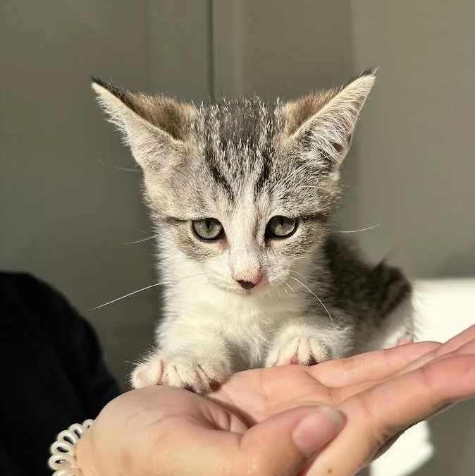 A baby medium-sized female Gray / Blue / Silver Tabby cat named Becks {rr & Bj for adoption in Woodland Hills, CA