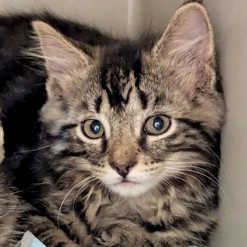 A baby small-sized female Brown / Chocolate Domestic Short Hair cat named Rori for adoption in Denison, TX