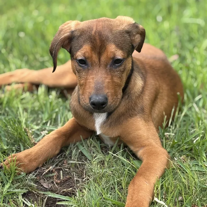A baby medium-sized male Brown / Chocolate Hound dog named Pokémon Go for adoption in Columbia, SC