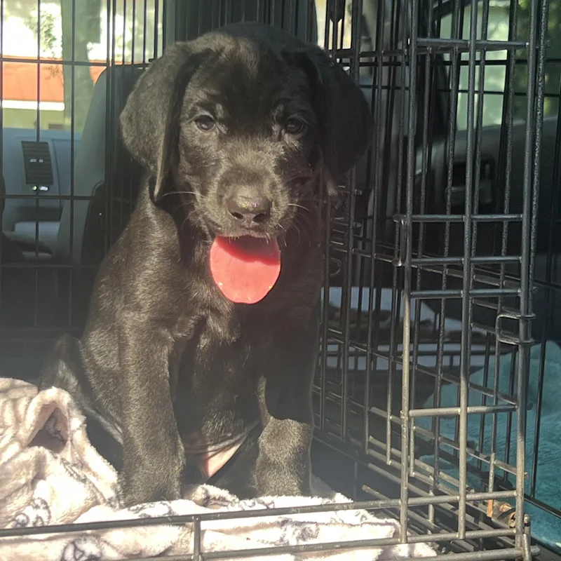 A baby medium-sized male Black Mixed Breed dog named Blue for adoption in Mt Pleasant, SC