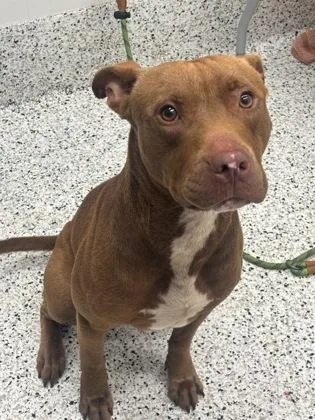An adult medium-sized male Pit Bull Terrier dog named Philleep for adoption in Atlanta, GA