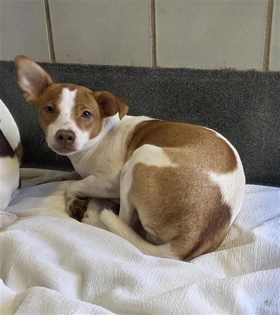 A young small-sized male Terrier dog named Chino for adoption in San Antonio, TX