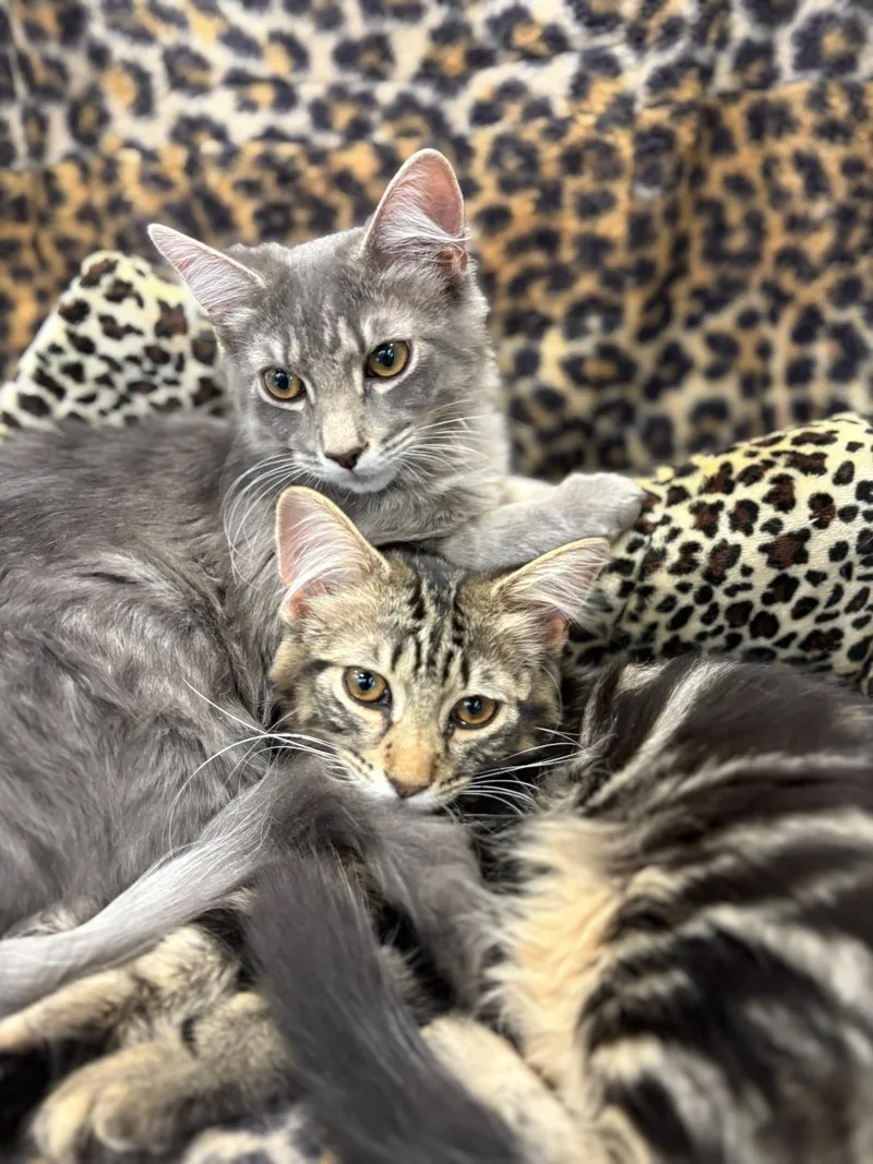 A baby medium-sized male Domestic Medium Hair cat named Rocky And Pepper for adoption in Monroe Township, NJ