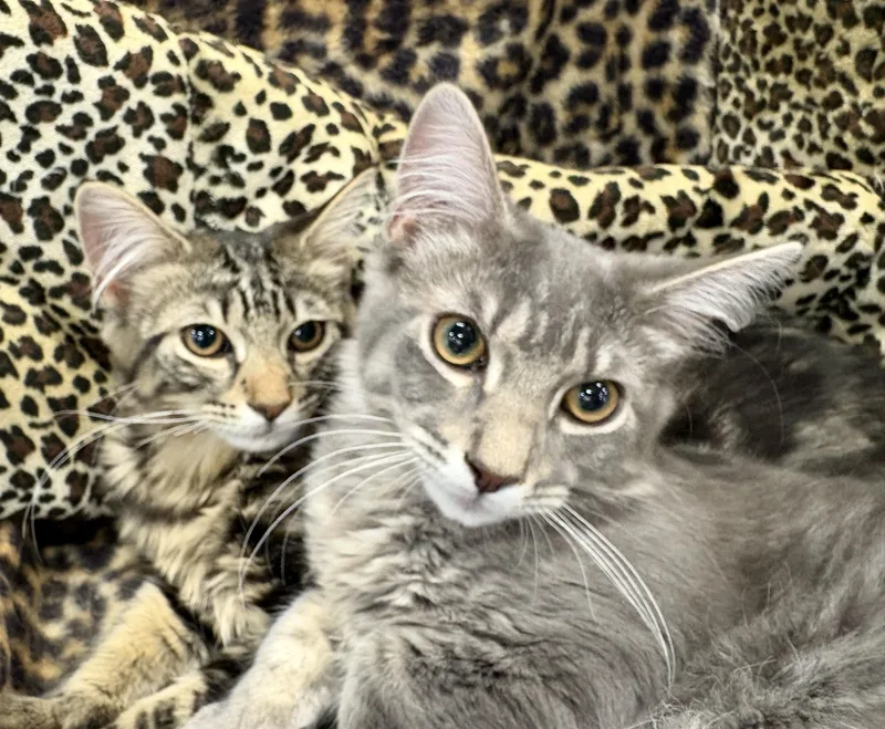 Rocky And Pepper thumbnail 4