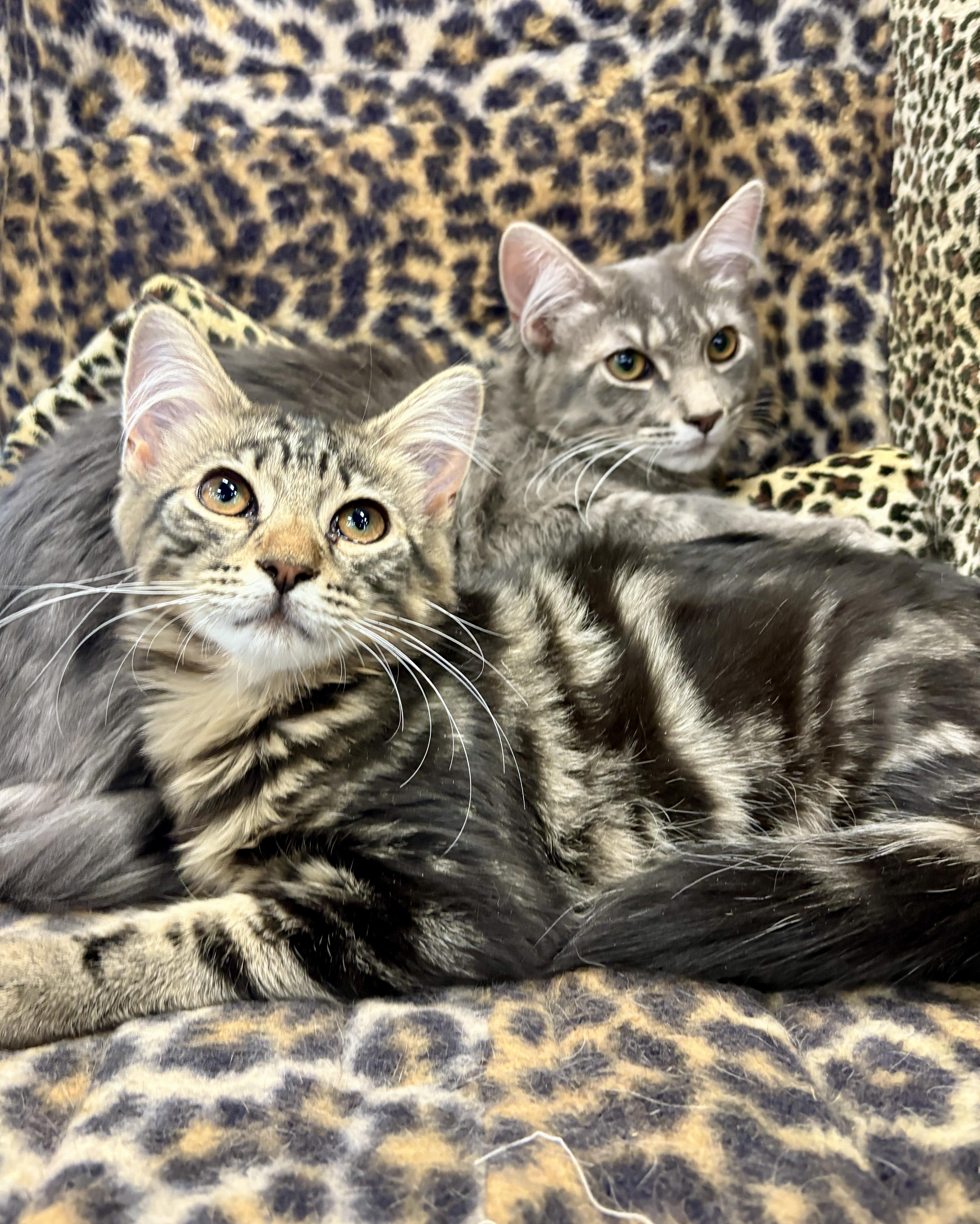 Rocky And Pepper thumbnail 5