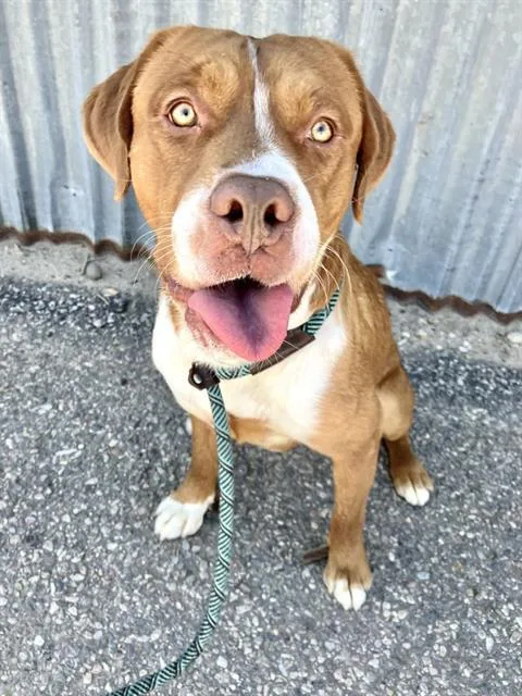 A young medium-sized male Pit Bull Terrier dog named Russ for adoption in Albuquerque, NM